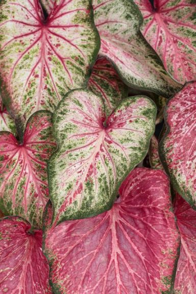 Caladium 'Heart to Heart Blushing Bride'