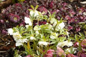 Helleborus 'North Star Crystalline'