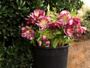Helleborus 'North Star Garnet Frills'