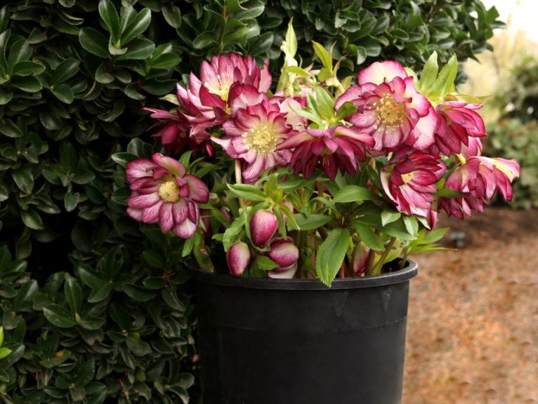Helleborus 'North Star Garnet Frills'