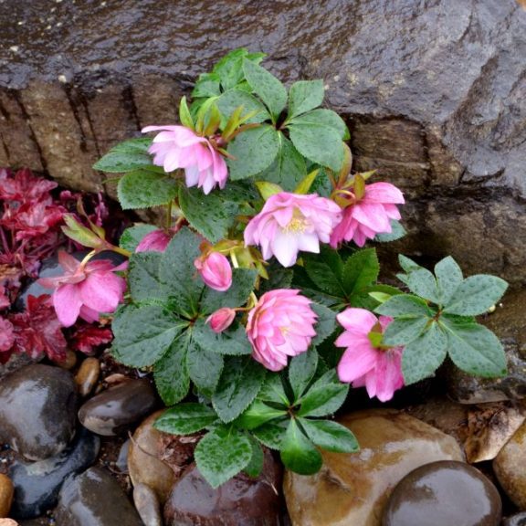 Helleborus 'North Star Pink'