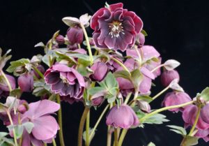 Helleborus 'North Star Plum'