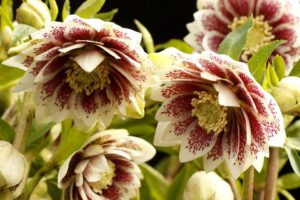 Helleborus 'North Star Ruby Heart'