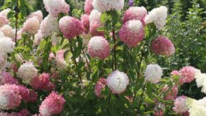 New Hampshire Researchers Studying Cold-Hardy Hydrangeas