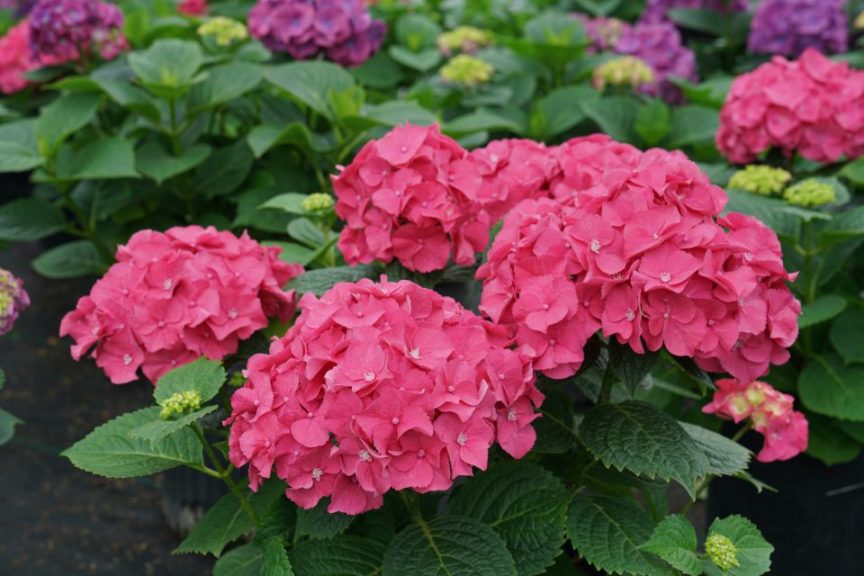 Hydrangea macrophylla 'Let's Dance Big Band' 