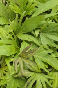 Ipomoea 'Sweet Caroline Medusa Green'