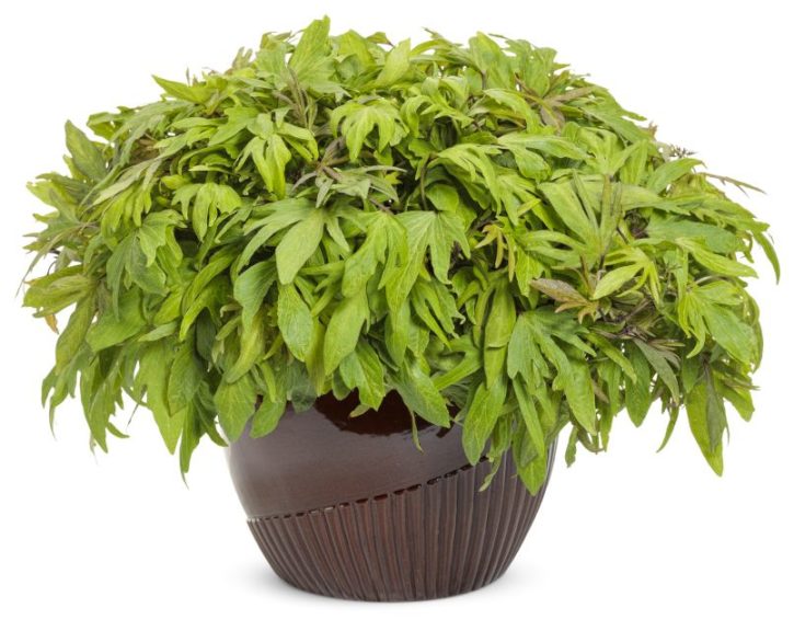 Ipomoea 'Sweet Caroline Medusa Green'
