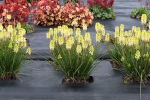 Kniphofia 'Poco Citron' 