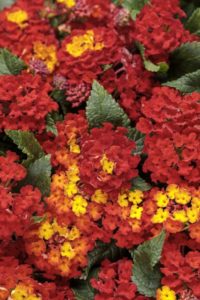 Lantana 'Luscious Royale Red Zone'
