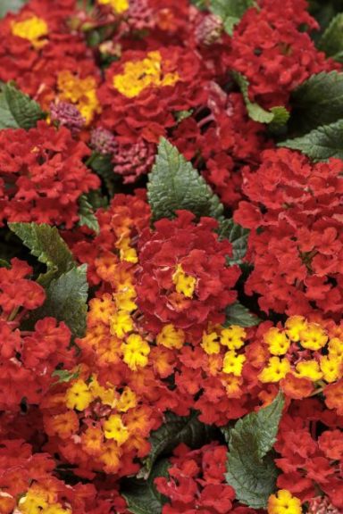 Lantana 'Luscious Royale Red Zone'