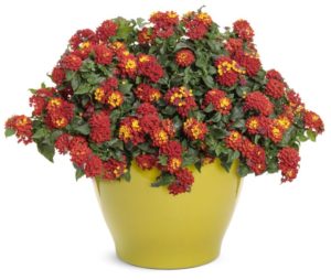 Lantana 'Luscious Royale Red Zone'