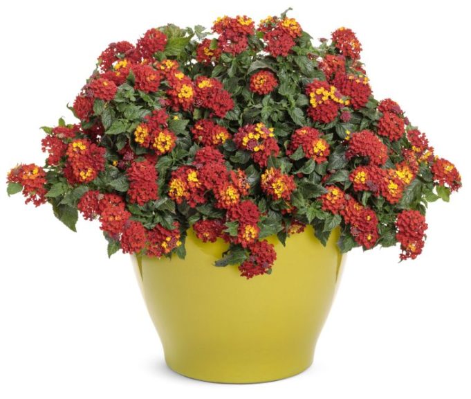 Lantana 'Luscious Royale Red Zone'