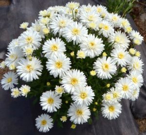 Leucanthemum 'Mt Hood'
