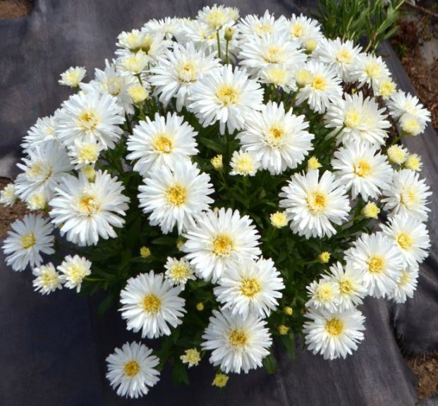 Leucanthemum 'Mt Hood'