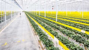 The Top 25 Greenhouse Produce Growers in the U.S. in 2026
