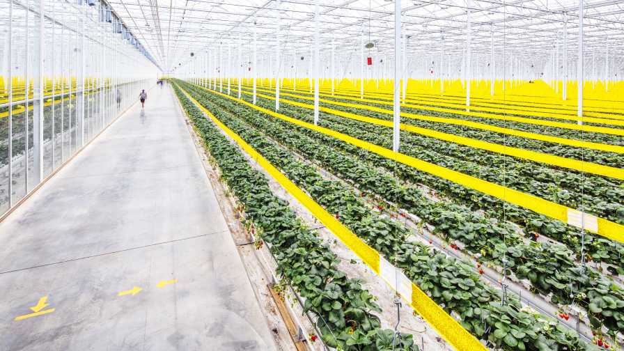 Mastronardi Produce