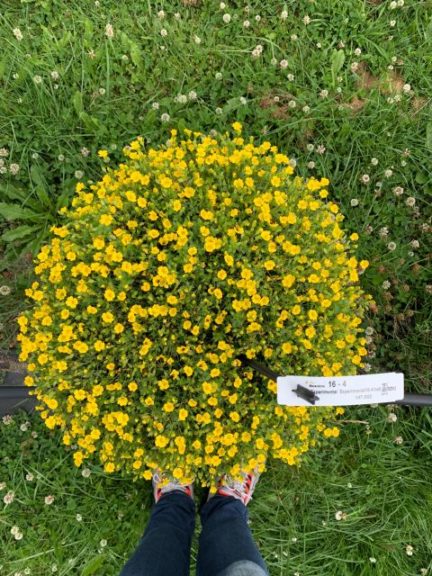 Mecardonia 'Gold Flake'