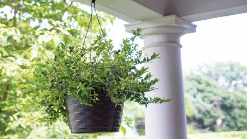 Three New Blueberry Plants Available for 2021