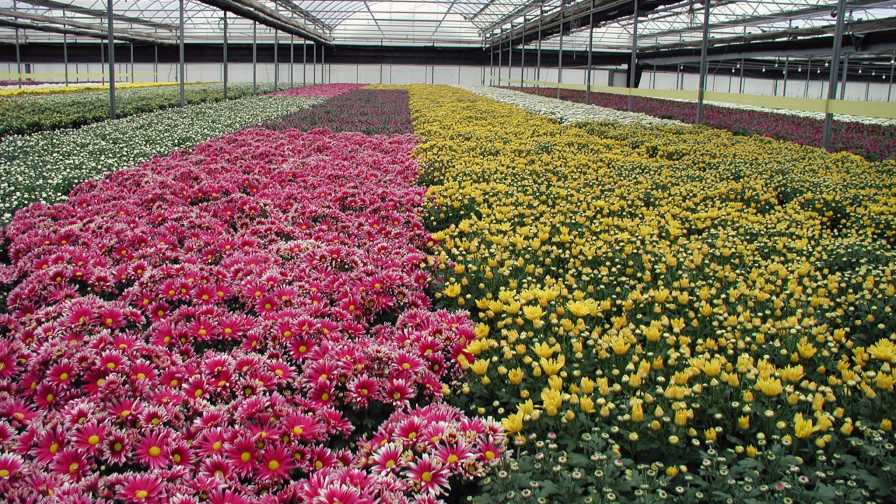 How One Grower is Delivering a Message of Support to Its Community During COVID-19