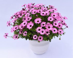 Osteospermum 'Gelato Candy Pink'