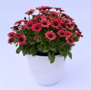 Osteospermum 'Gelato Cranberry'
