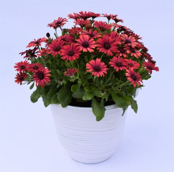 Osteospermum 'Gelato Cranberry'