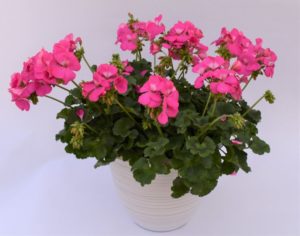 Pelargonium 'Two-in-One Pink'
