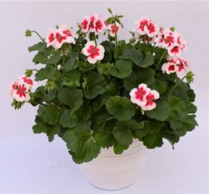Pelargonium 'Two-in-One White Splash'