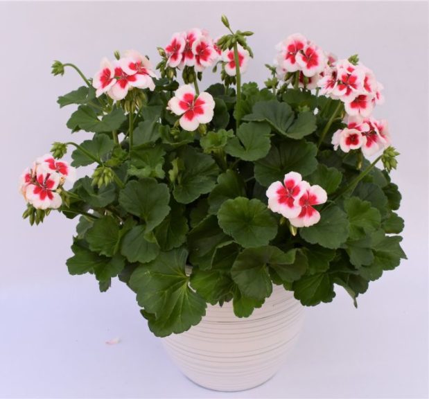 Pelargonium 'Two-in-One White Splash'