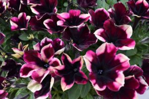 Petunia 'Crazytunia Blackberry Jam'