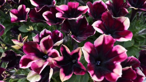 Westhoff Flowers New Plants for 2021