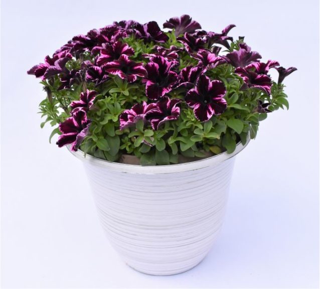 Petunia 'Crazytunia Cosmic Pink'