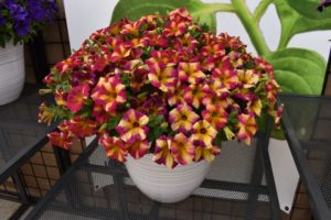 Petunia 'Crazytunia Peach Bellini'