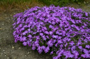 Phlox 'Spring Bling Rose Quartz' 
