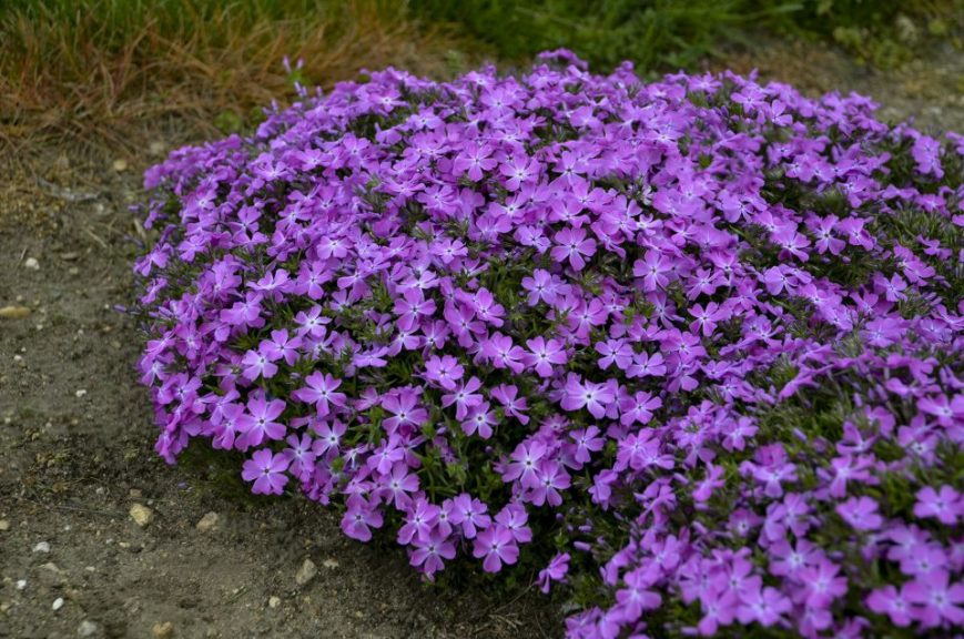 Phlox 'Spring Bling Rose Quartz' 
