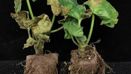 USDA Restricts Rose Imports for Planting