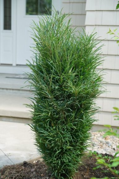 Rhamnus 'Fine Line Improved'
