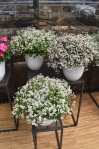 Euphorbia Starblast Series