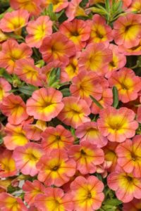 Calibrachoa 'Superbells Coral Sun'