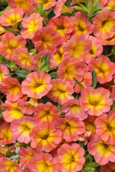 Calibrachoa 'Superbells Coral Sun'