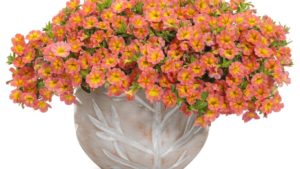 Proven Winners New Varieties for Spring 2021
