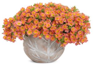 Calibrachoa 'Superbells Coral Sun'