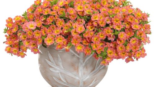 Proven Winners New Varieties for Spring 2021