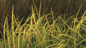 How to Help Grow a Green Infrastructure