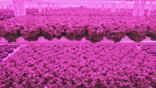 Vertical Farming Leader Expands Into the Rockies