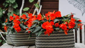 Florencio™ Begonia