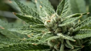 Cannabis News: More Coronavirus Reactions, Hemp Seed and Banking News