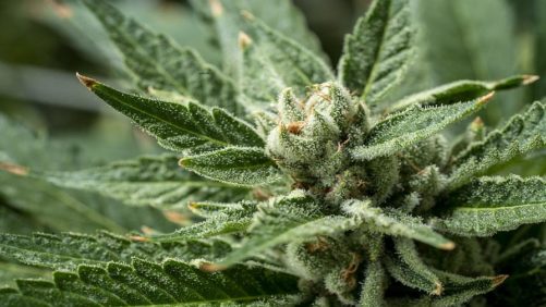 The Latest in Cannabis Industry Consolidation
