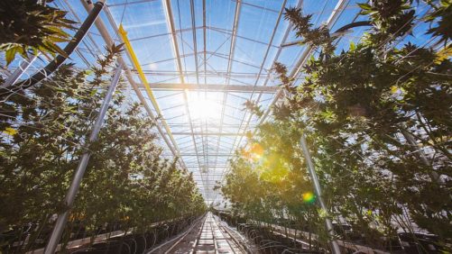 A Closer Look at the Benefits of Greenhouse Cannabis