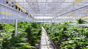 Copperstate Farms’ Latest Expansion Brings Major Tech Investment